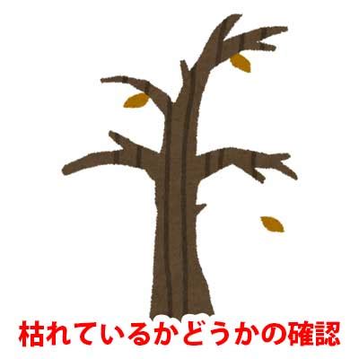 樹木枯萎原因|庭木が枯れそう！原因は何？復活させるにはどうすればいいの？。